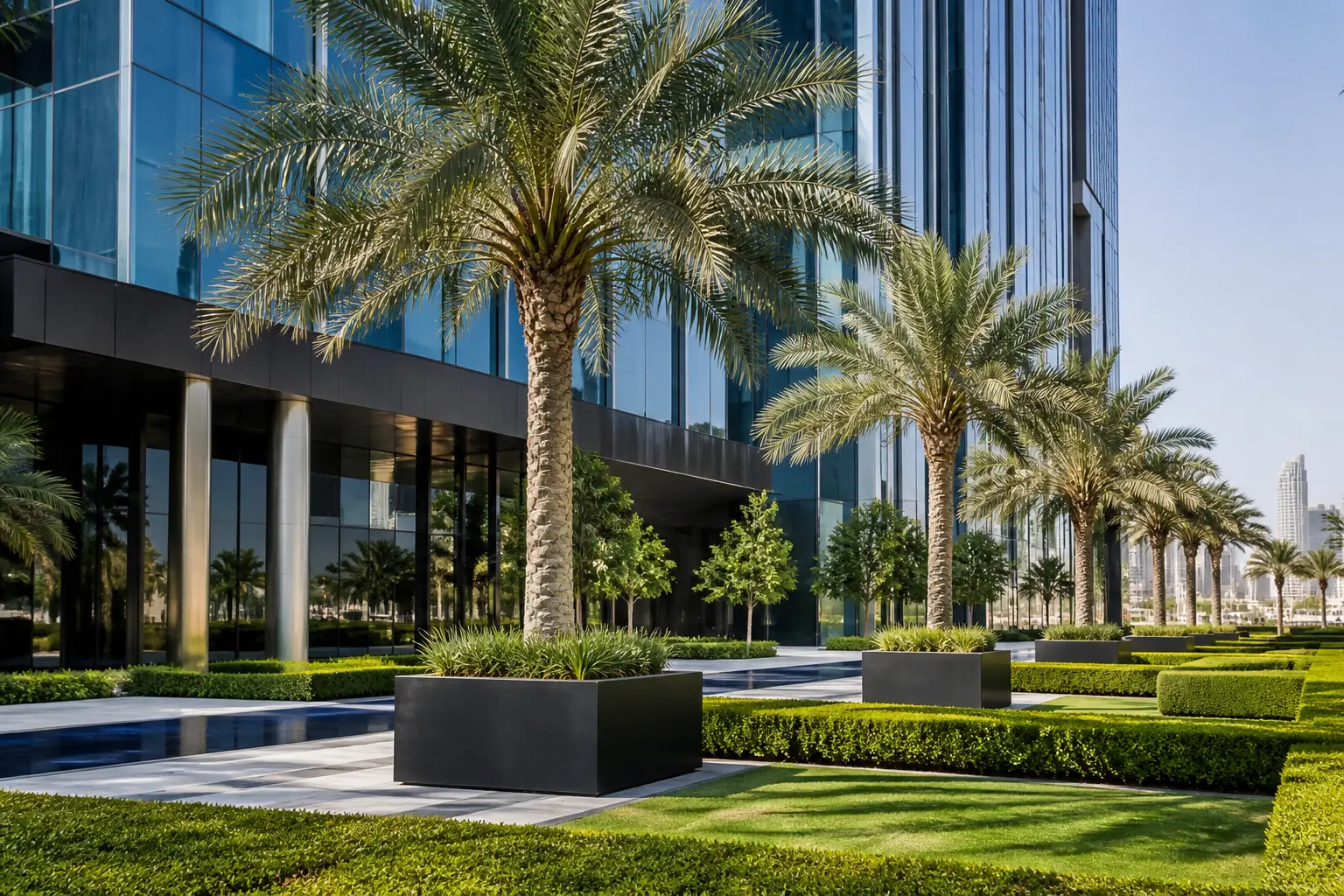 Landscaped entrance forecourt of a Dubai office building with rows of date palms and clipped hedging